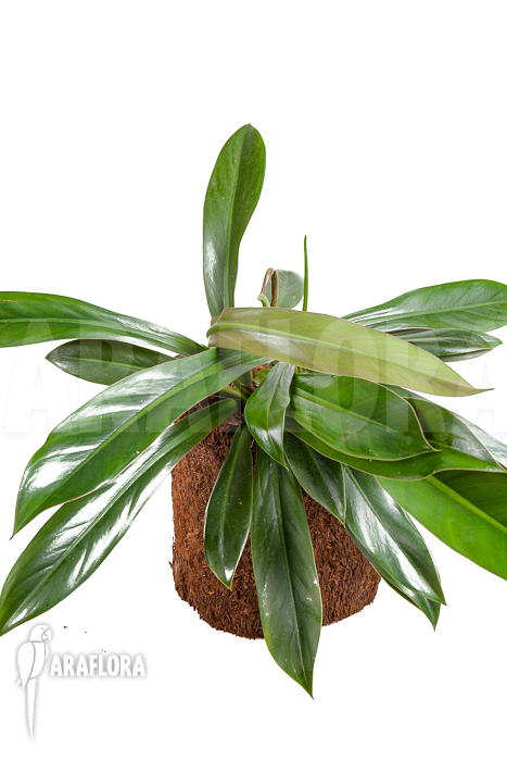 Philodendron crassinervium