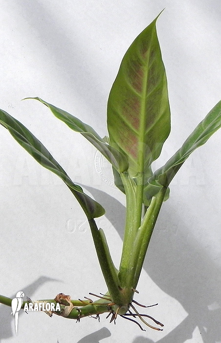 Philodendron cruentum