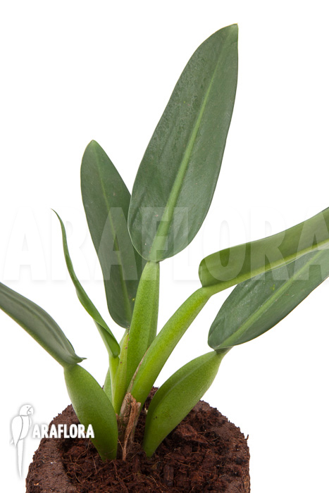 Philodendron ‘Fatboy’