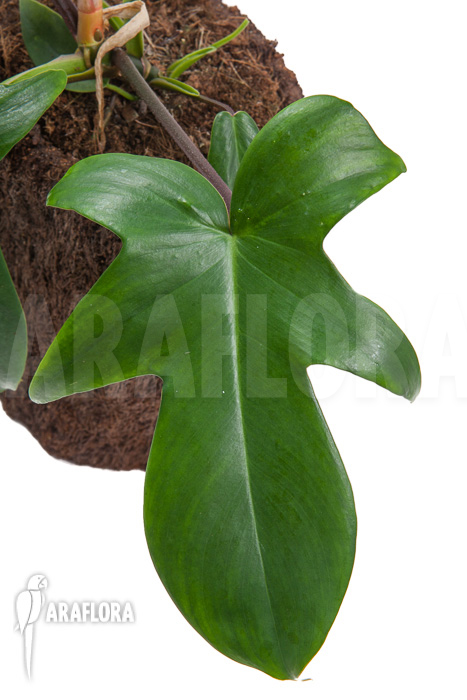 Philodendron florida