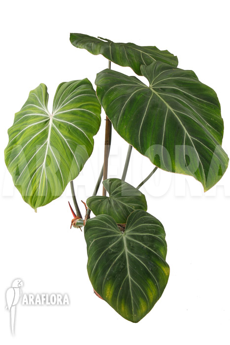 Philodendron gloriosum ‘B’  ‘L’
