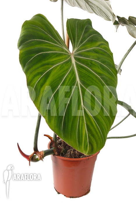 Philodendron gloriosum ‘B’  ‘L’