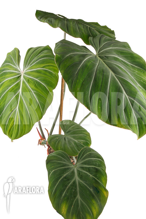 Philodendron gloriosum ‘B’  ‘XL’