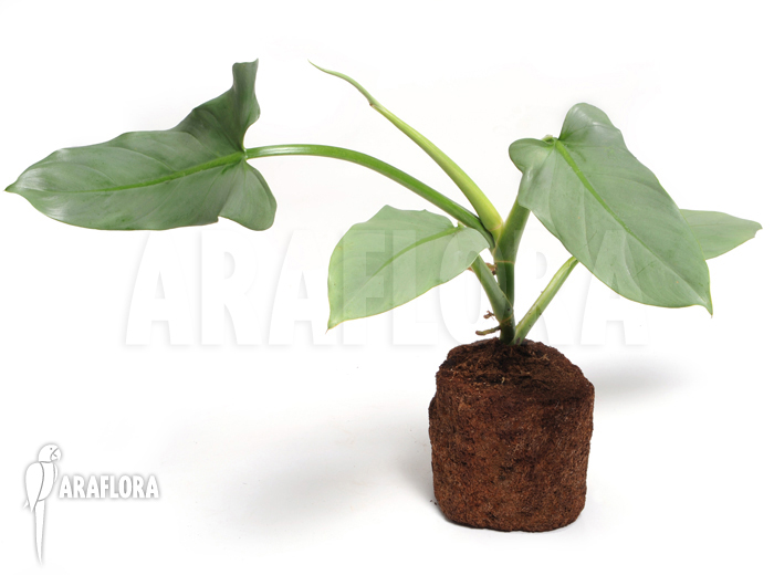 Philodendron hastatum ‘Silver sword’ ‘flower’