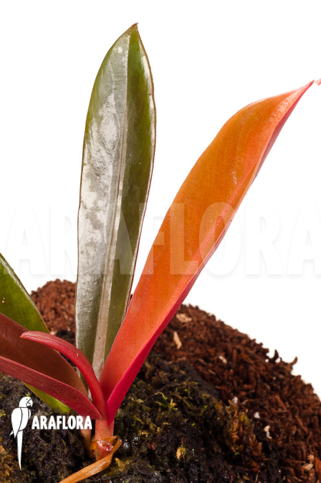 Philodendron linnaei