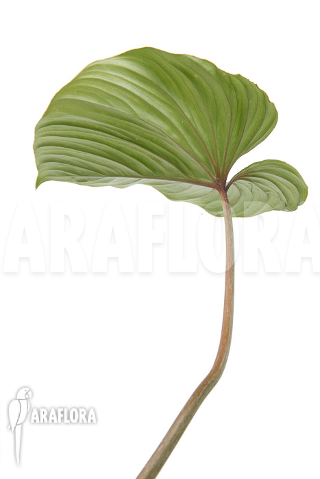 Philodendron mamei