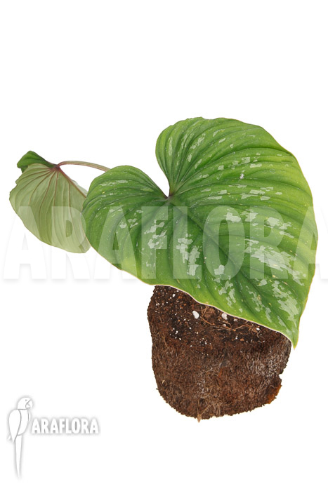 Philodendron mamei