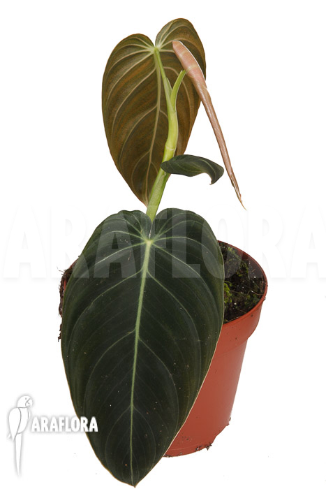 Philodendron melanochrysum M