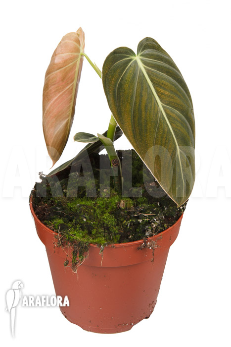 Philodendron melanochrysum M