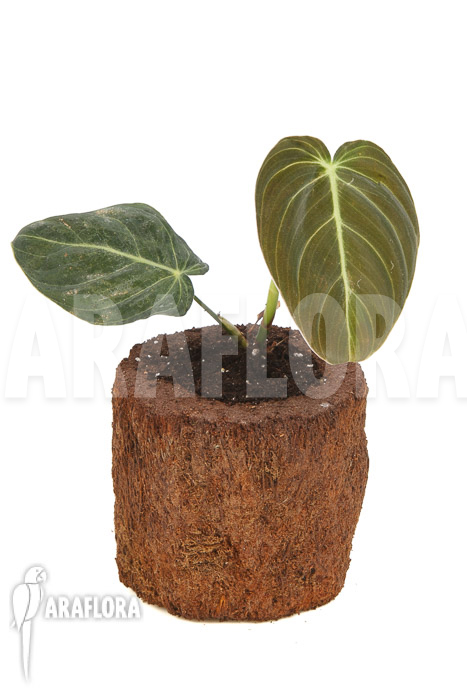 Philodendron melanochrysum Starter