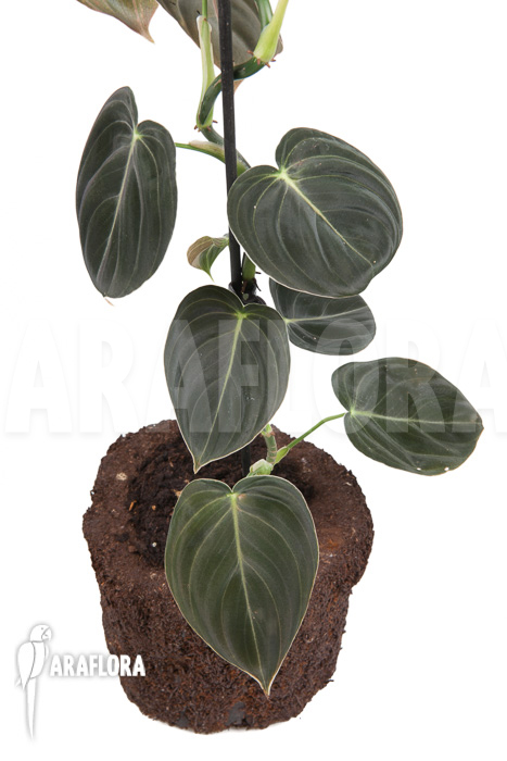 Philodendron micans ‘L’
