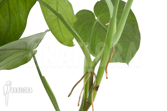 Philodendron ornatum