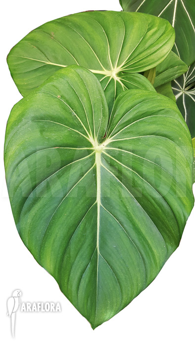 Philodendron pastazanum