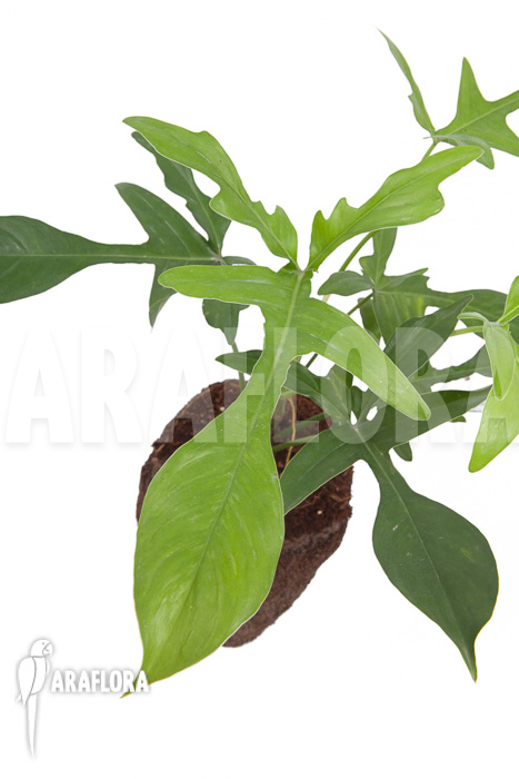 Philodendron pedatum ‘glad hands’