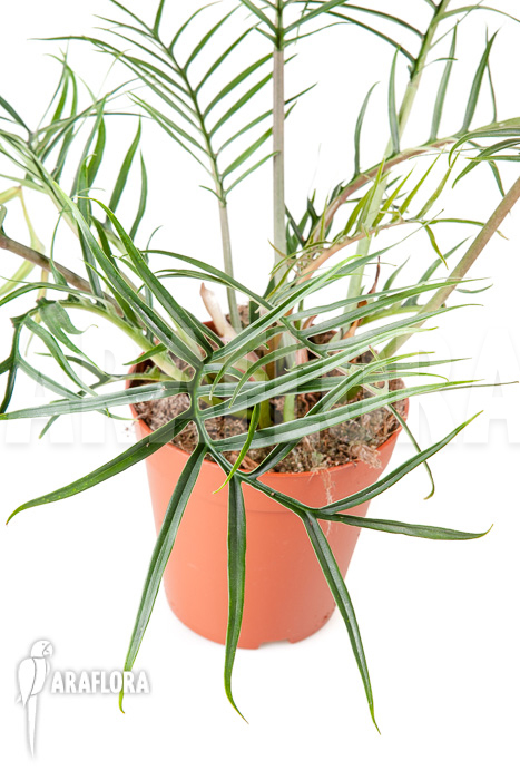 Philodendron polypodioides (tortum) L