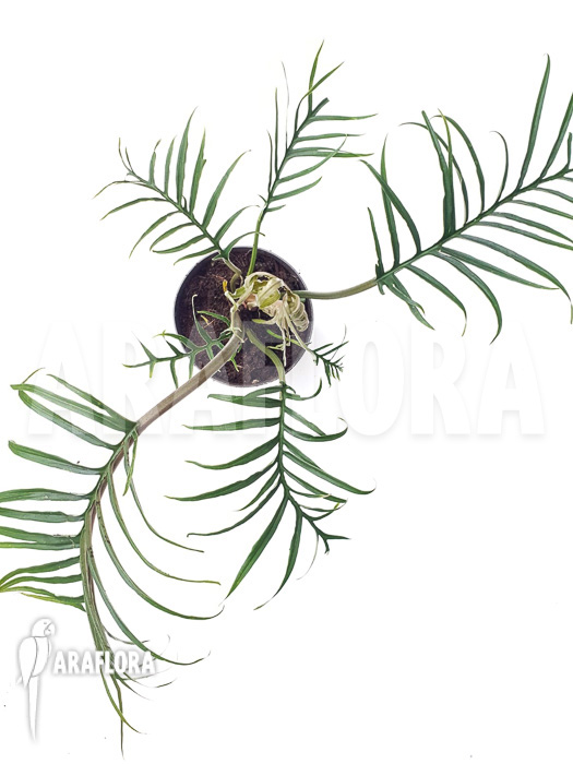 Philodendron polypodioides (tortum) M