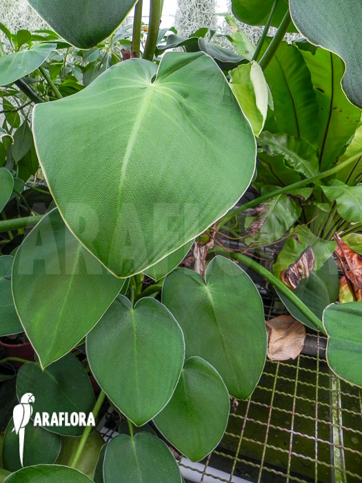 Philodendron rugosum