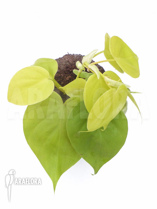 Philodendron scandens ‘Yellow’