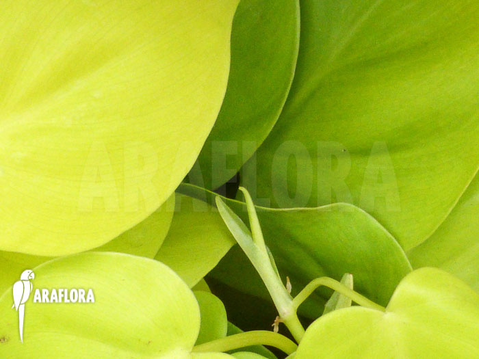 Philodendron scandens ‘Yellow’