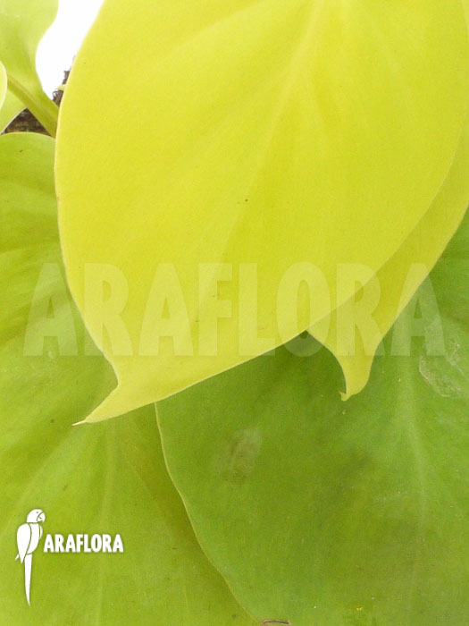 Philodendron scandens ‘Yellow’