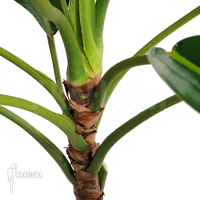 Philodendron species Duida