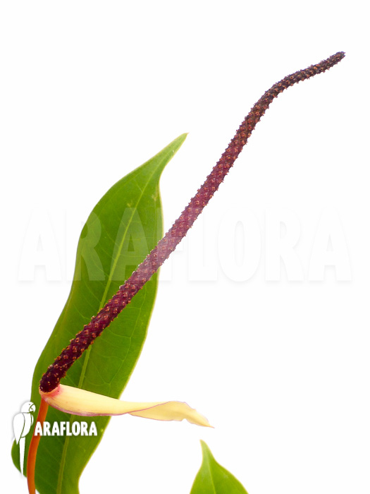 Philodendron species Murback II flower