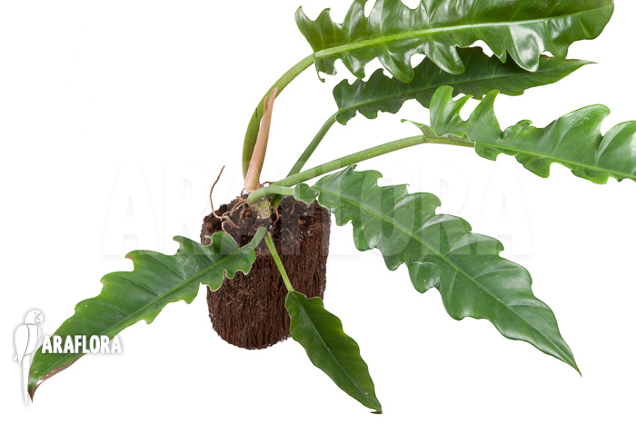 Philodendron species Narrow ‘Starter’