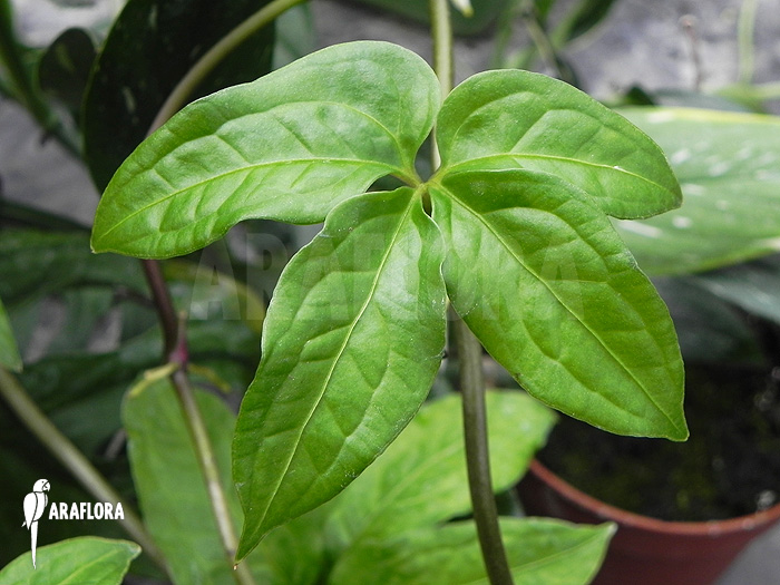 Philodendron species mini ‘Costa Rica’