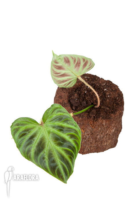 Philodendron verrucosum