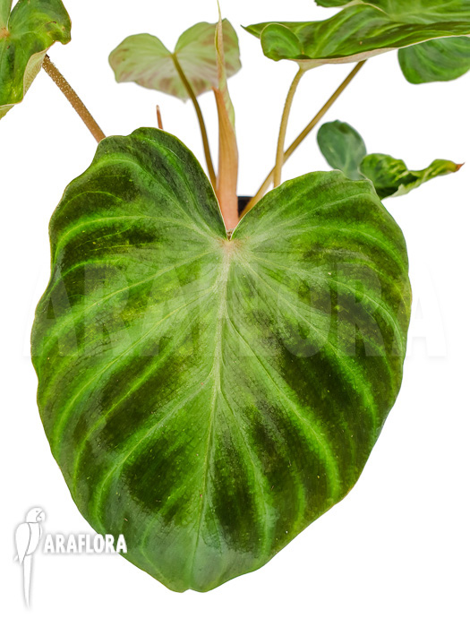 Philodendron verrucosum