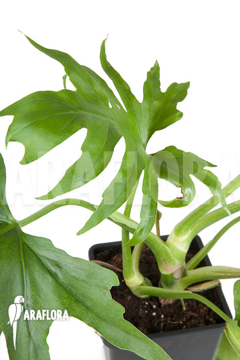 Philodendron warszewiczii