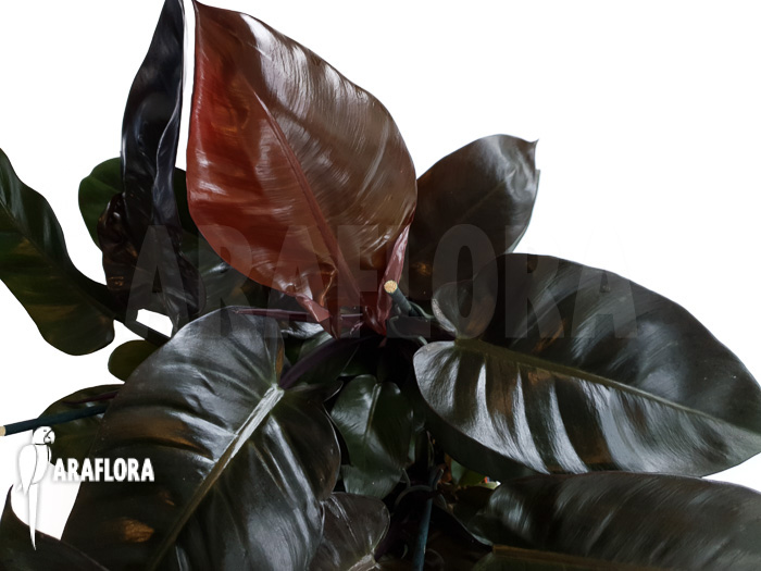 Philodendron x ‘Black Cardinal’
