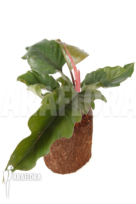 Philodendron x ‘Pluto Red’