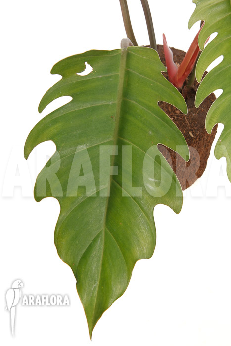 Philodendron x ‘Pluto Red’ ‘starter’