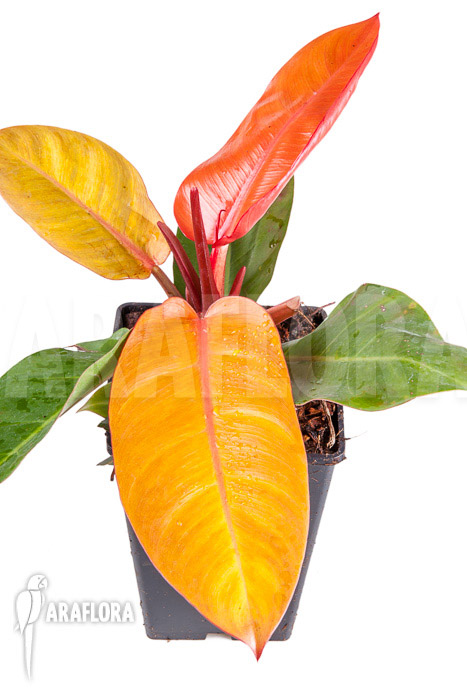Philodendron x ‘Prince of Orange’
