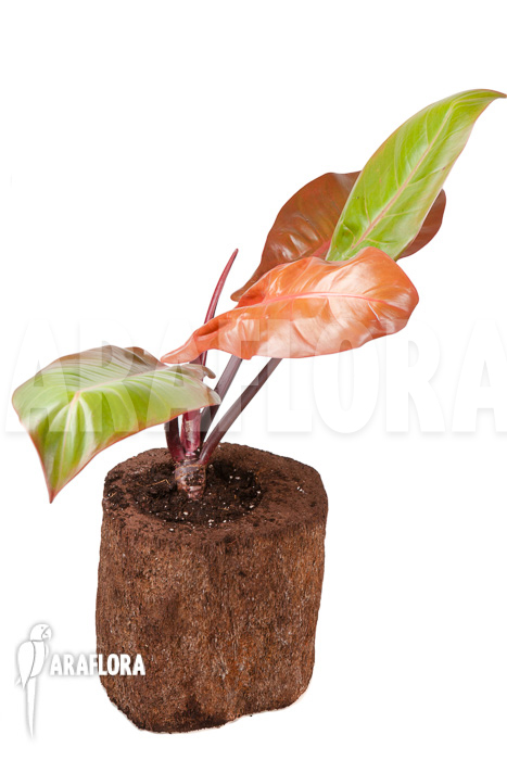 Philodendron x ‘Prince of Orange’ ‘S’