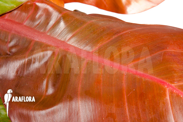 Philodendron x ‘Prince of Orange’ ‘S’