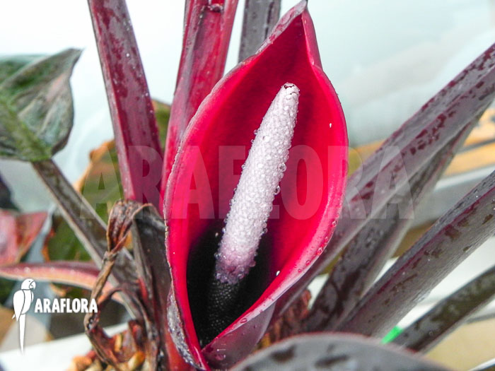 Philodendron x ‘Red Baron’ flower