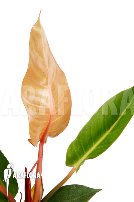 Philodendron x ‘Sun Red’