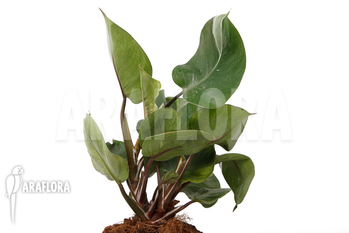 Philodendron x ‘White Knight’