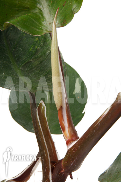 Philodendron x ‘White Knight’ ‘M’