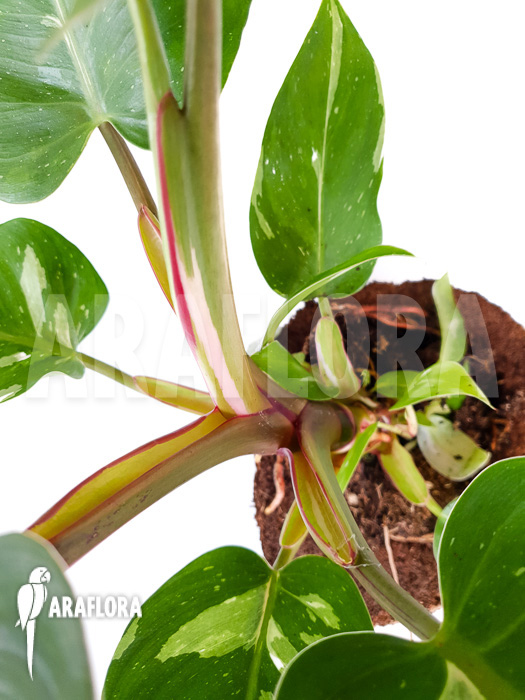 Philodendron x ‘White Princess’