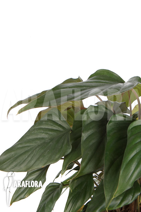 Philodendron-x-arrowhead-5