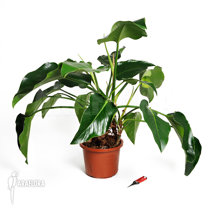 Philodendron x ‘Green beauty’