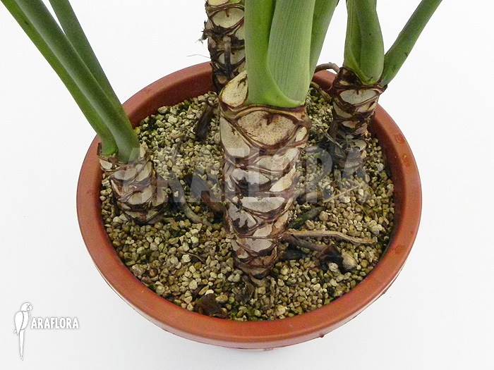 Philodendron goeldii