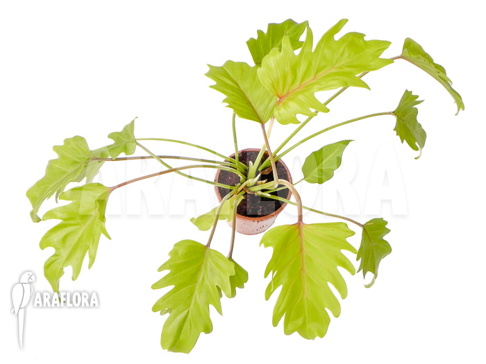 Philodendron xanadu Gold