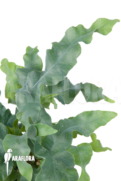 Phlebodium aureum ‘Big’