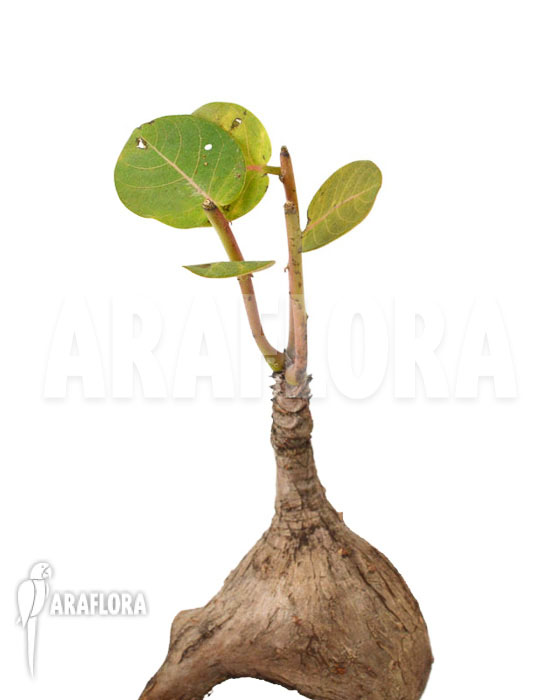 Phyllanthus mirabilis ‘S’