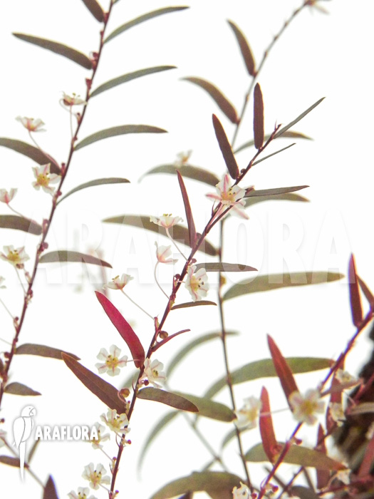 Phyllanthus species 1