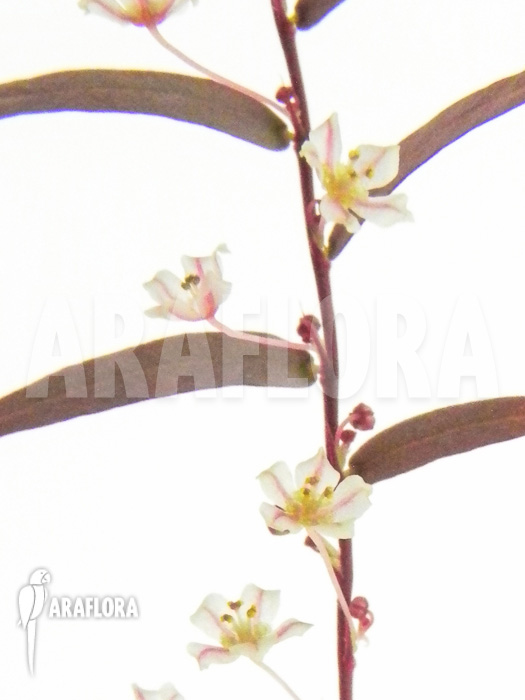 Phyllanthus species 1